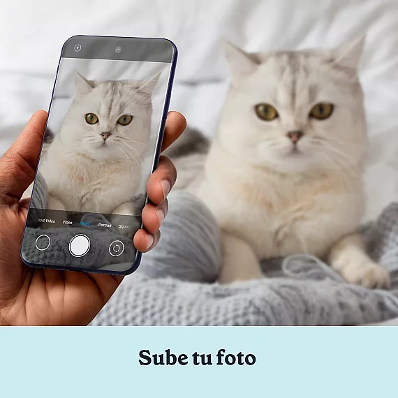 ES_03_Retrato personalizado de gato