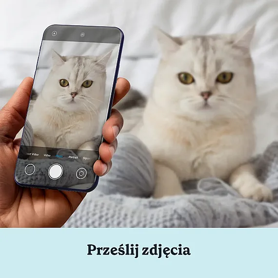 PL_03_Królewska Para – Personalizowany Portret Kotów