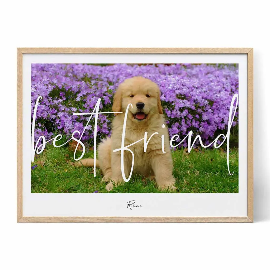 Pet Photo Wall Art- Positive Prints