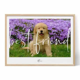 Golden Retriever Puppy – bellissimi poster da parete – Photowall