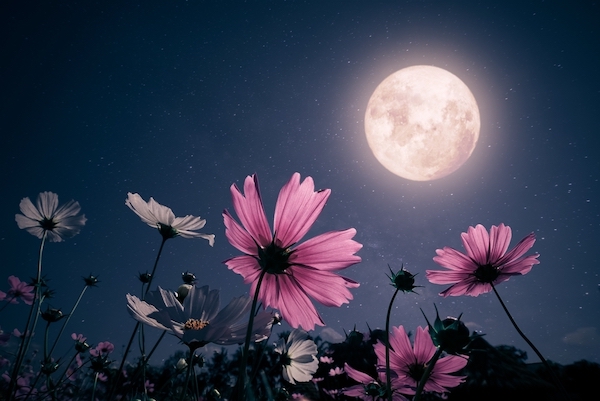 full moon flowers