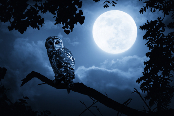 full moon owl