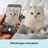 Portrait Royal de Chat