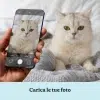 IT_03_Royal Couple – Ritratto Personalizzato di Gatti